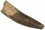 Fossil Spinosaurus Tooth - Real Dinosaur Tooth #352993-1